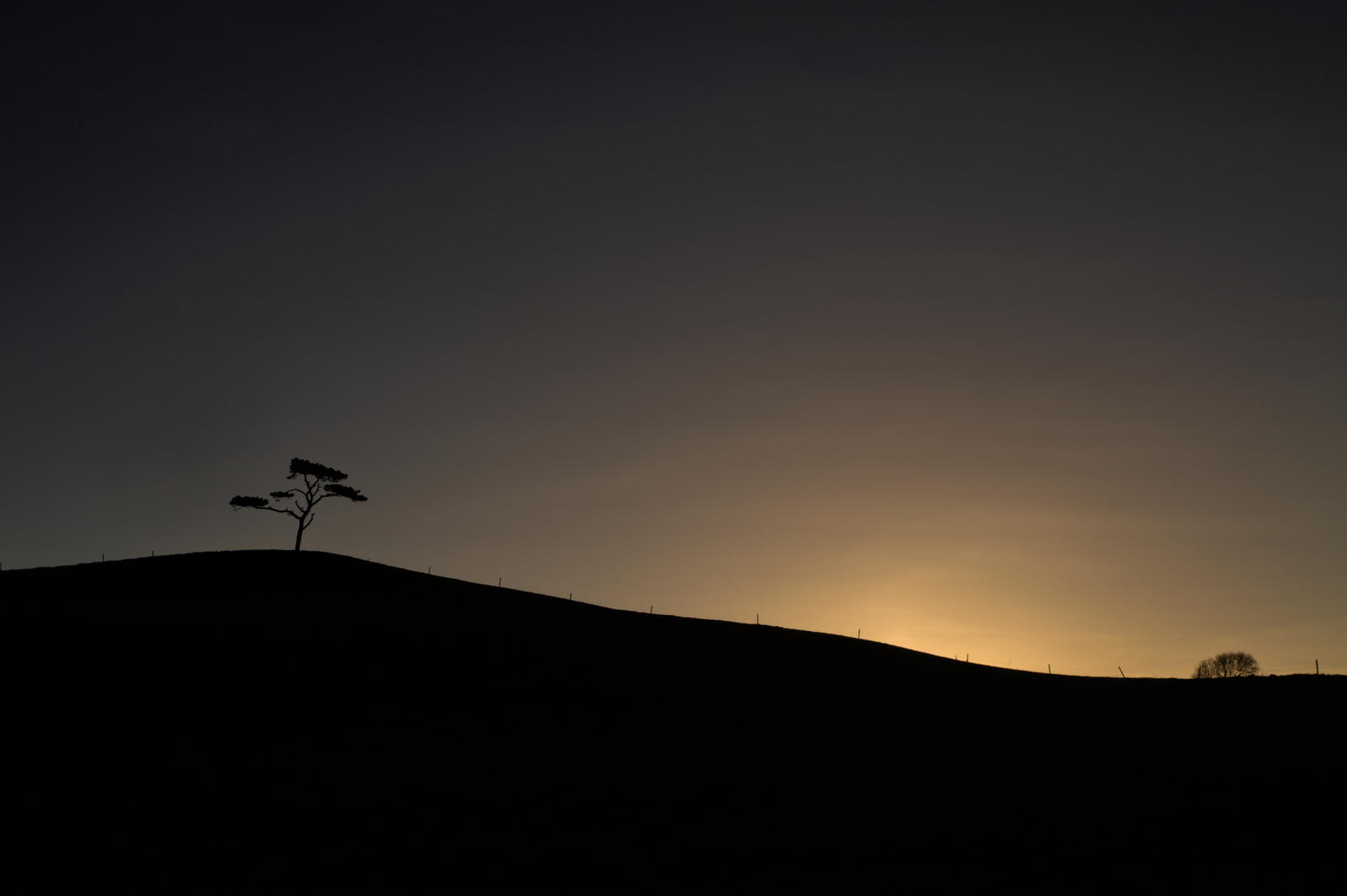 Trees and sunset