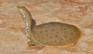 Softshellturtle by lycheefreeze