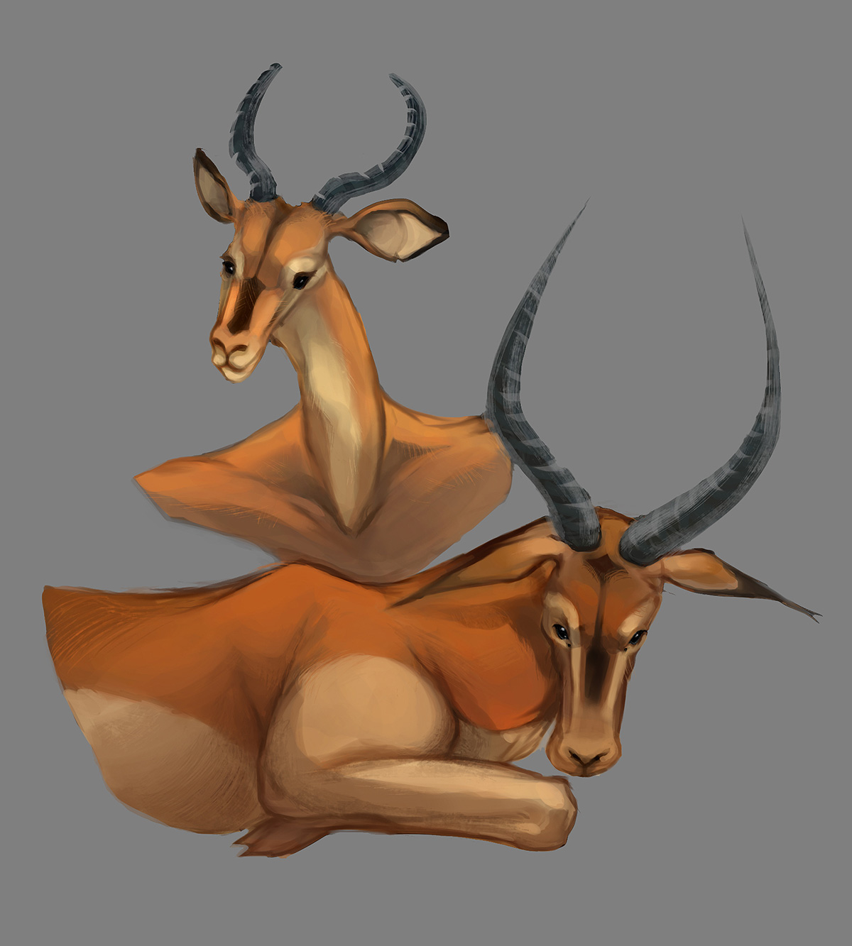 Impala sketch