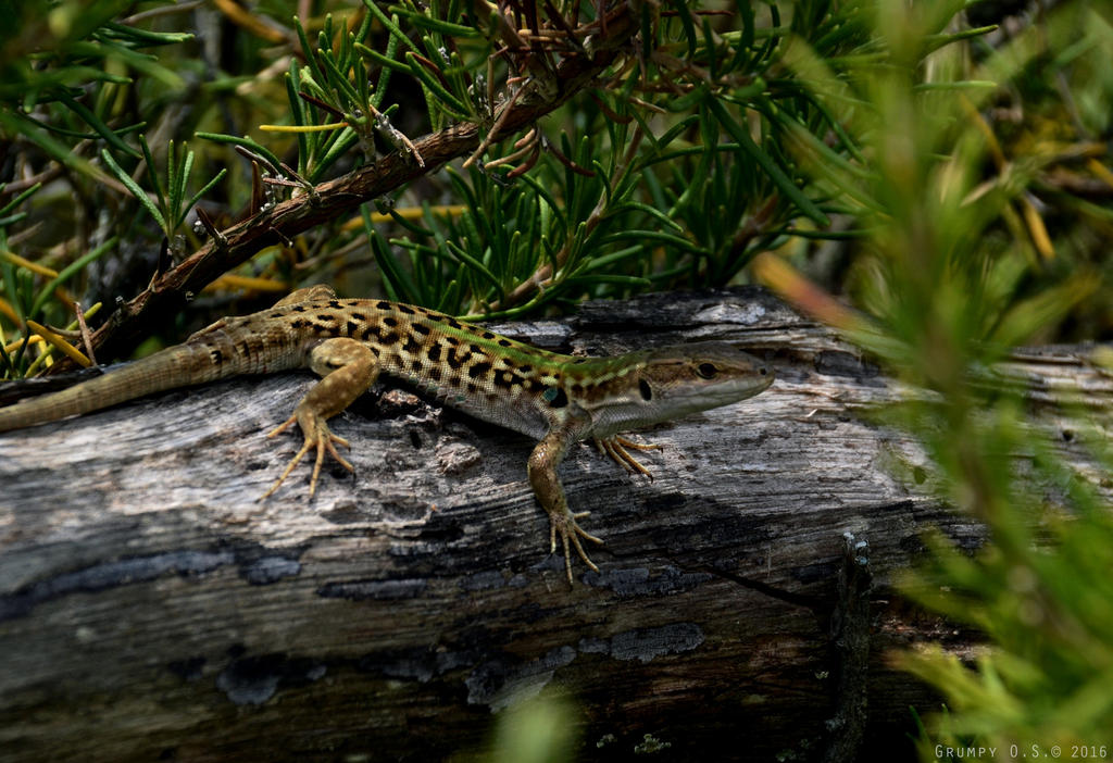 Mr. Lizard by Grumpy-OS on DeviantArt