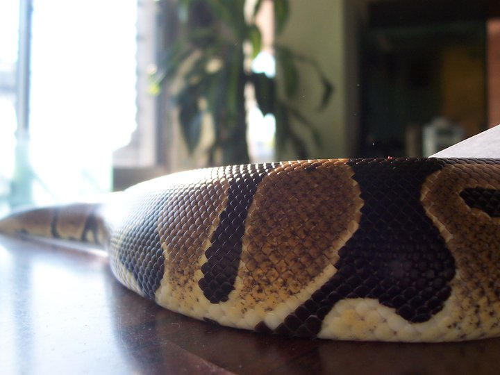 Python skin by VamPI11 on DeviantArt