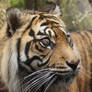 Sumatran Tiger