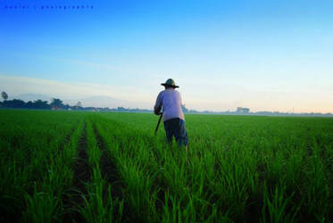 pembajak sawah