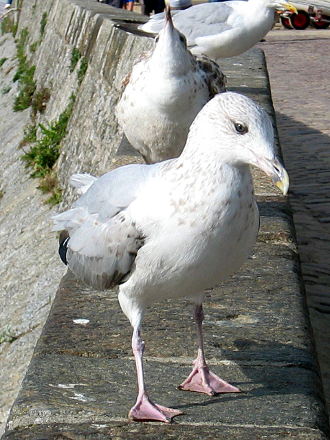 seagull I