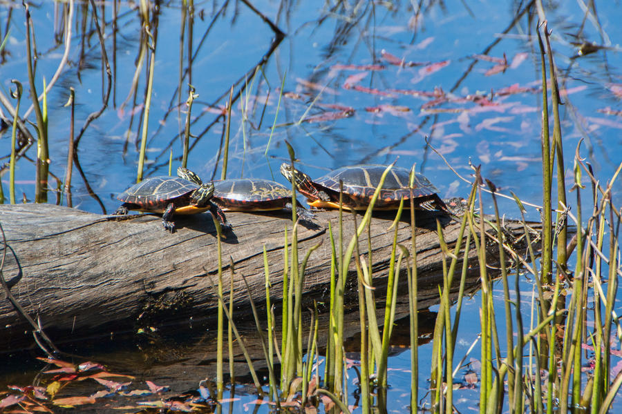Turtle March Deviantart Three Rocks Three Turtles by jjcpix on DeviantArt