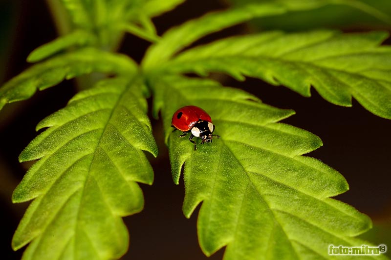 Cannabis LadyBug