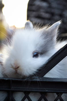 Dwarf bunny