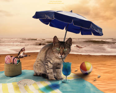Cats On Vacation