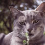 Silver Cat