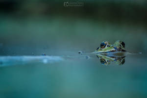 Green frog