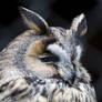 Long-eared owl