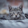 Little kitty hunting