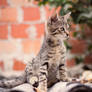 Little Cat Scouts