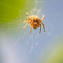 Macro Little Spider 2