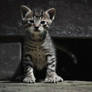 Little kitty on watch