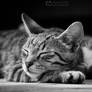 Sleepy little kitty