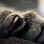 Macro cat paw