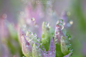 Macro flower with drops 2