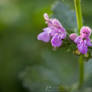 Flower face