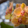 Orchidea with bokeh