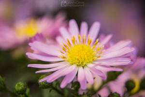 Macro flower 5 by aleexdee