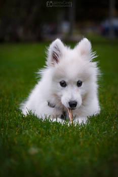 Samoyed the cutest dog ever 2