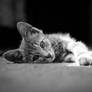 Little kitten lying on floor