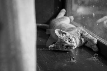 Little kitten lying near window