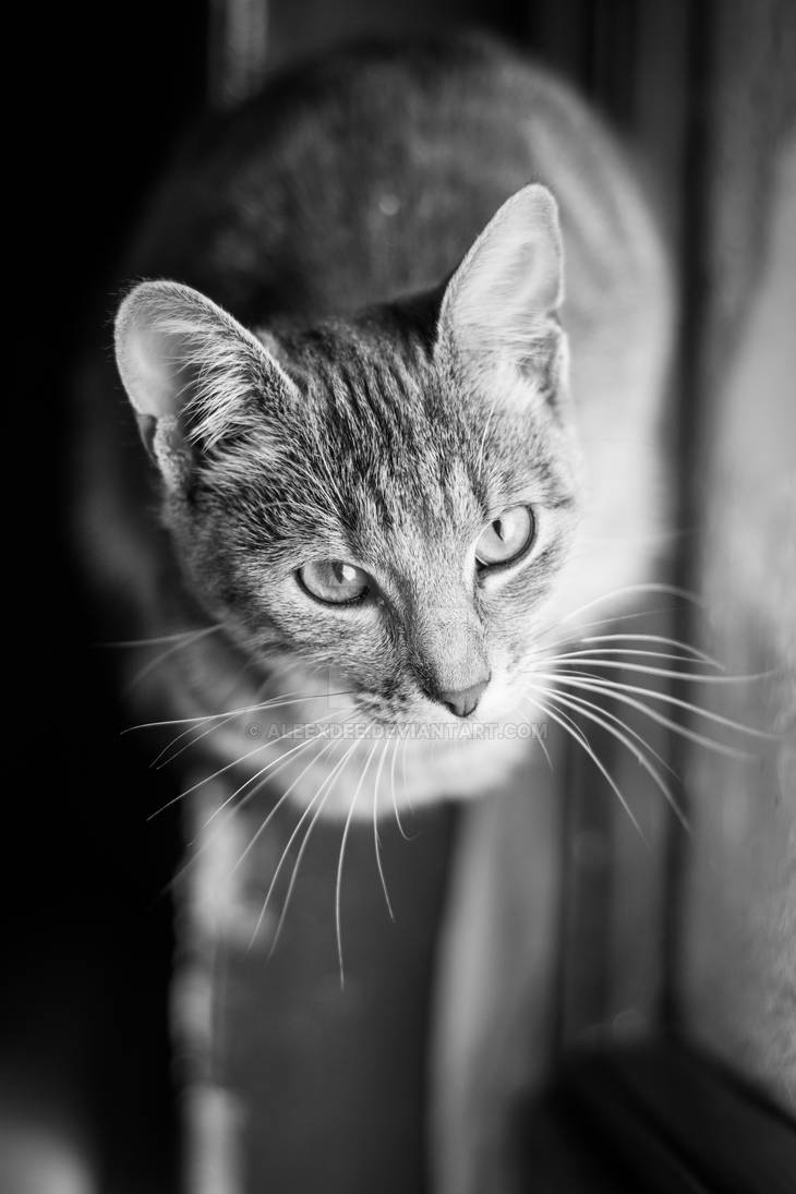 Black and white portrait of the cat