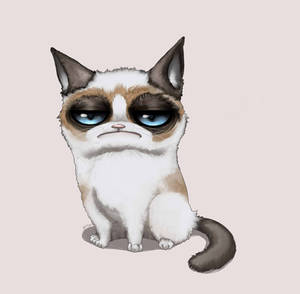 Grumpy cat