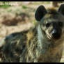 Hyena