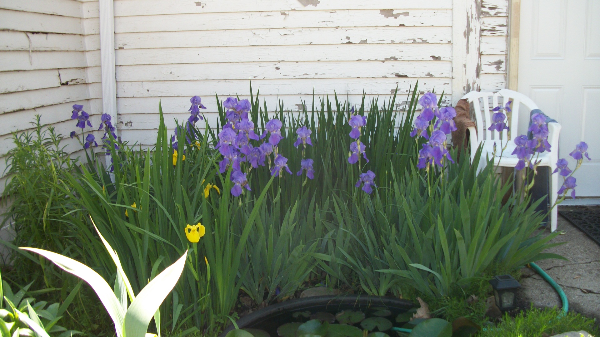 Japanese Irises