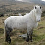 Dartmoor Pony VI