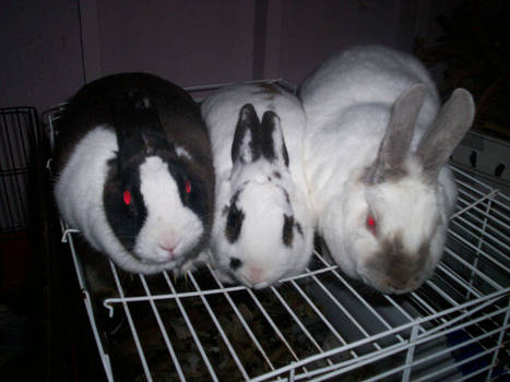 Rabbits