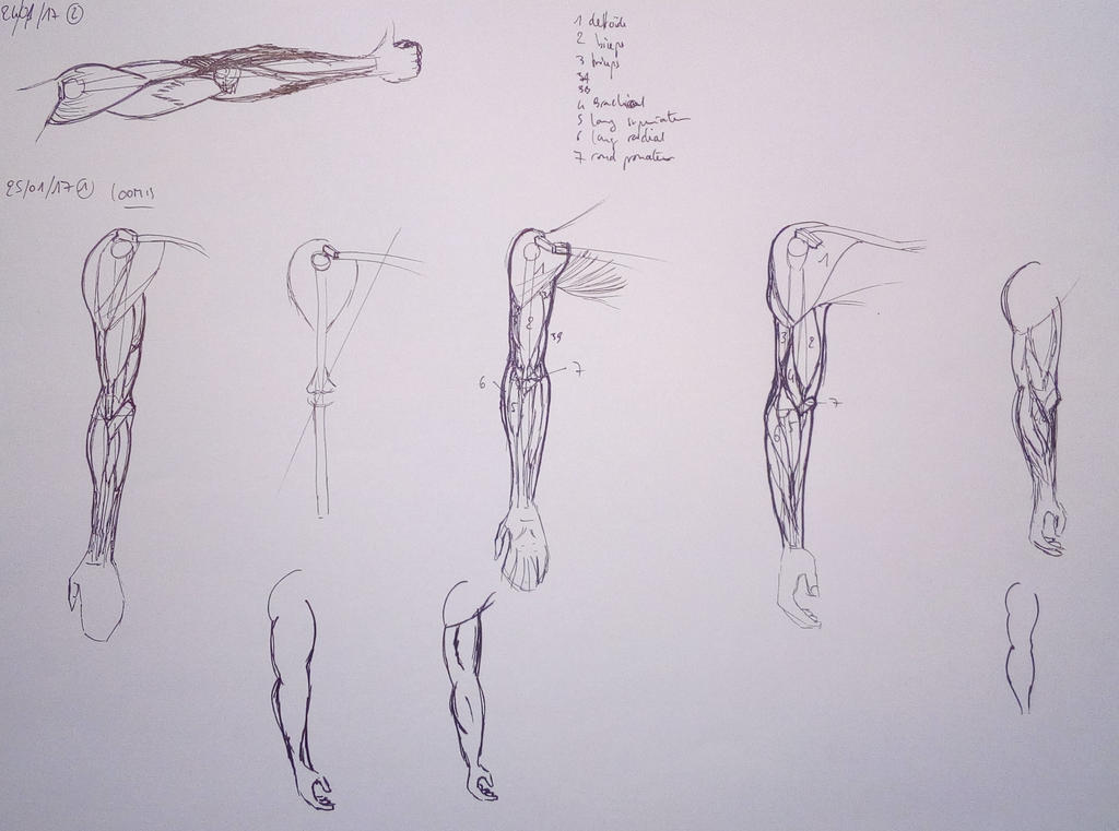 Anatomy of the arm : first study (1/2) by tom-apprentice on DeviantArt