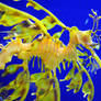 Sea Horse