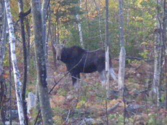 Moose in Maine