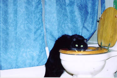 kitty on the toilet