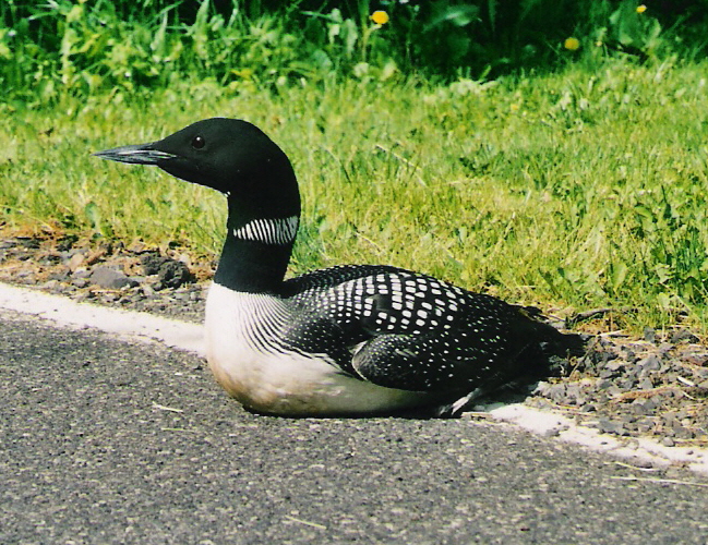 Loon