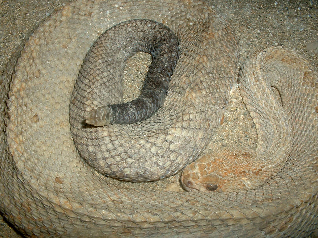 Sand Snake - Rattler
