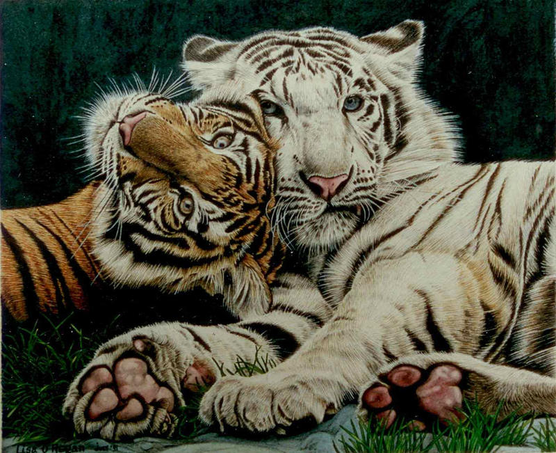 Tigers