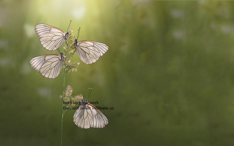 Grass Butterflies by widooolag Grass Butterflies by widooolag