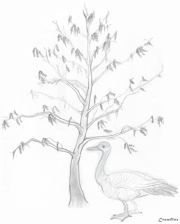 tree and goose sketch