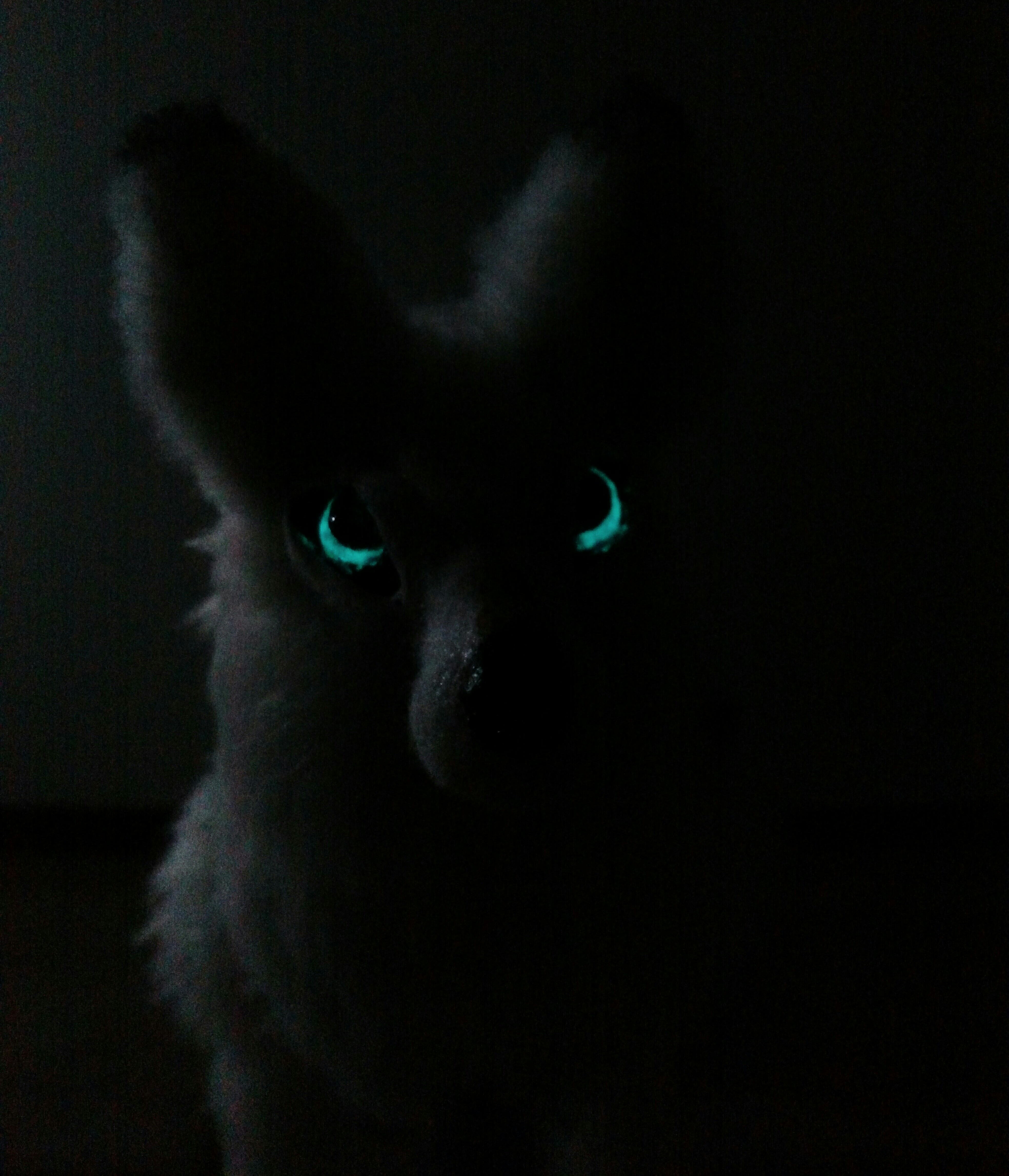 glowing eyes in the dark wolf