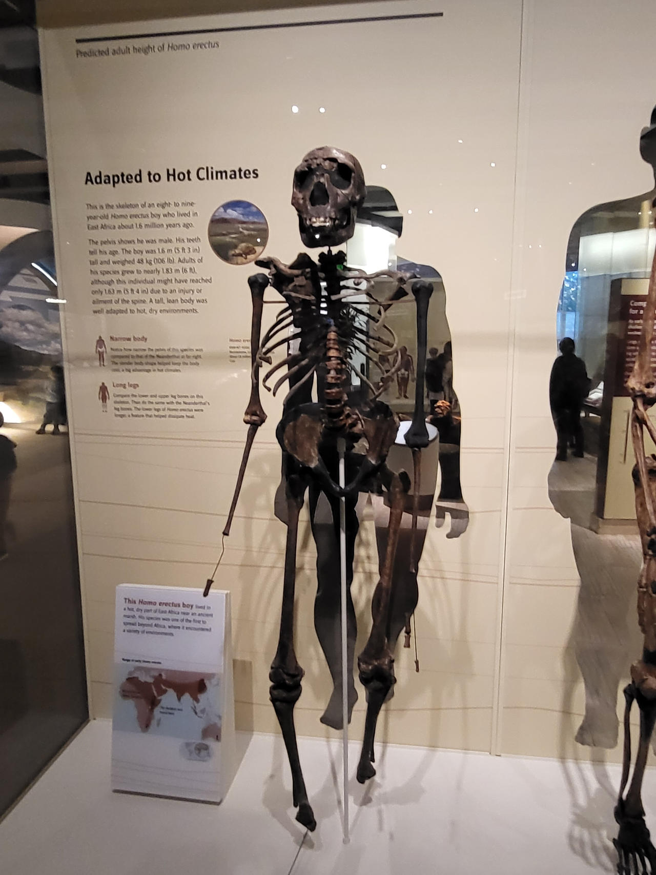 Homo Erectus Skeleton By Xela The Conqueror On DeviantArt homo-erectus-skeleton-by-xela-the-conqueror-on-deviantart
