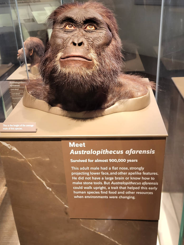 Australopithecus Extinct Australopithecus Afarensis by Xela-The-Conqueror on DeviantArt