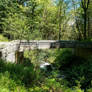 Forest Bridge