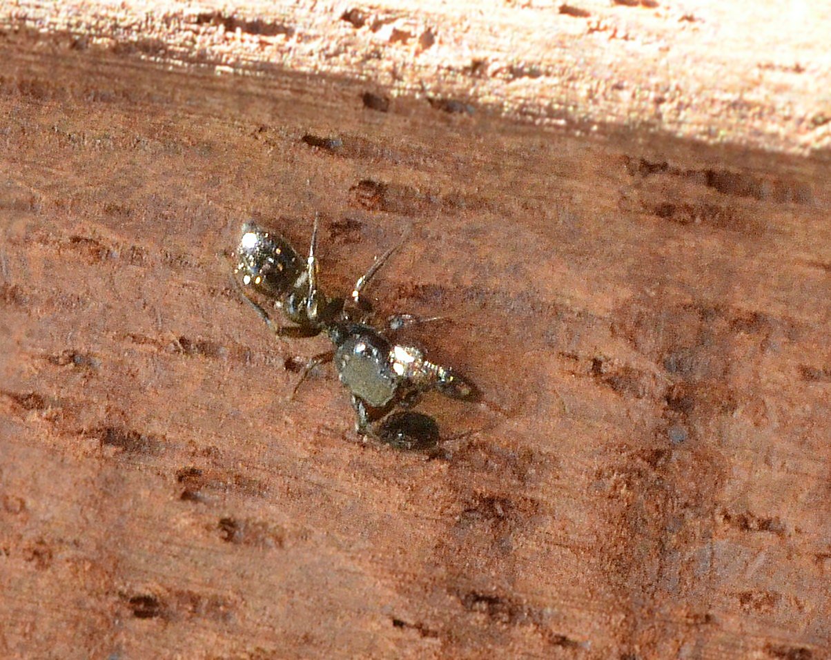 d53obmg 88750cea b871 4d15 8c09 Ant Looks Like Scorpion