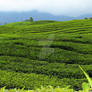 Tea Garden