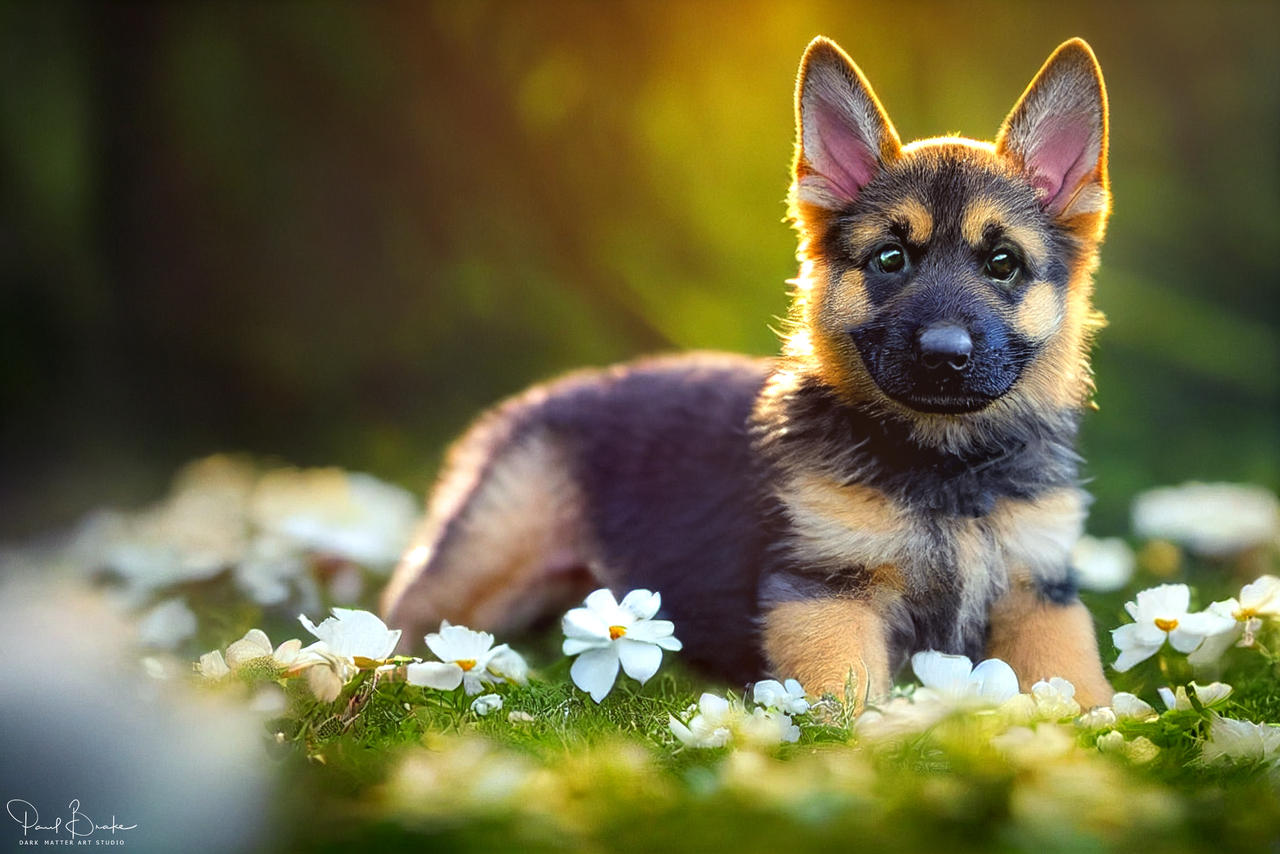 Cute German Shepherd Puppy By PaulBrake On DeviantArt cute-german-shepherd-puppy-by-paulbrake-on-deviantart